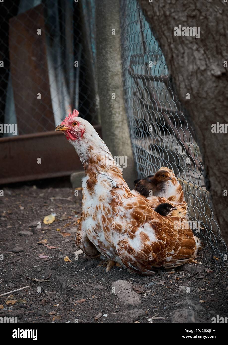 Gallina bianca e rossa con pulcini neonatali. Foto Stock