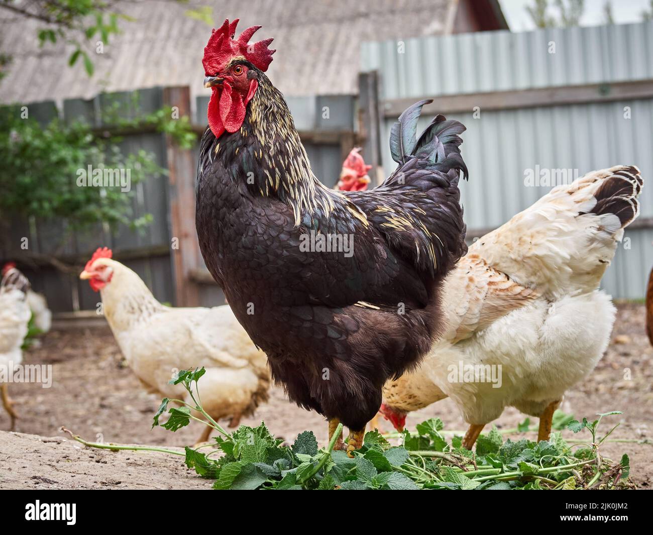 Pollo gratis in una fattoria. Foto Stock