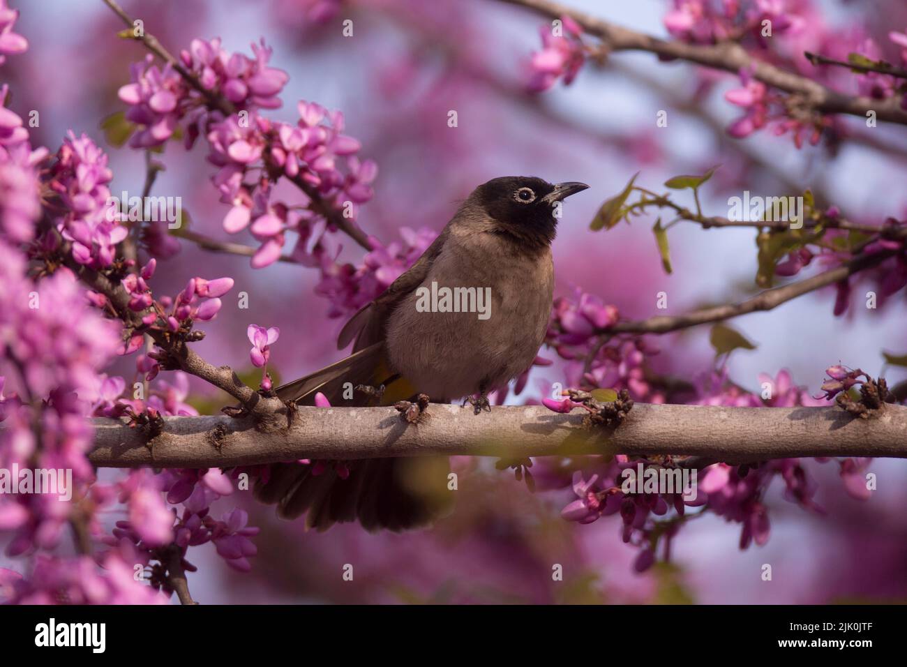 Bulbul (Pycnonotus xanthopygos), un albero di Giuda con fiori di mauve come sfondo fotografato in Israele nel mese di aprile Foto Stock