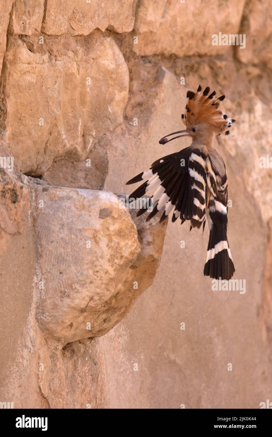 Hoopoe (Upupa epops) con preda questo uccello si trova in tutta Europa, Asia, Africa settentrionale e sub-sahariana e Madagascar. Migra a tropi più caldi Foto Stock