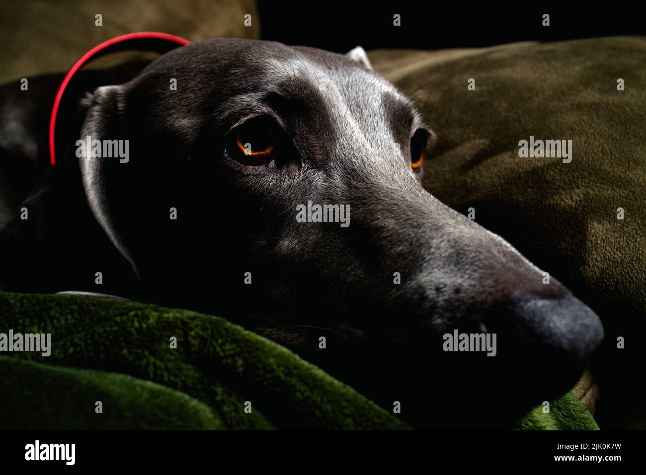 Un primo piano oscuro colpo di un cane Weimaraner che riposa su un divano all'interno Foto Stock
