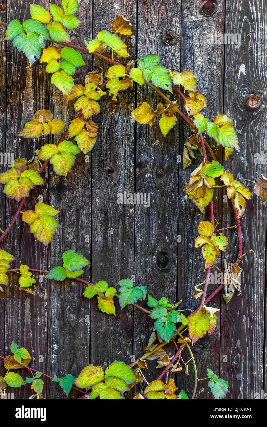 cartolina verticale d'autunno - foglie di tayberry d'autunno su sfondo di legno, dettagli d'autunno, cartolina d'autunno, carta da parati verticale Foto Stock