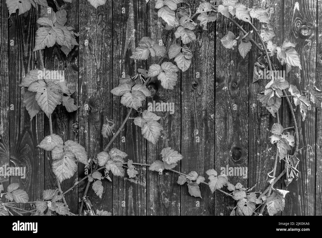 cartolina autunnale in bianco e nero - foglie di tayberry autunnale su sfondo di legno, dettagli autunnali, carta da parati orizzontale Foto Stock