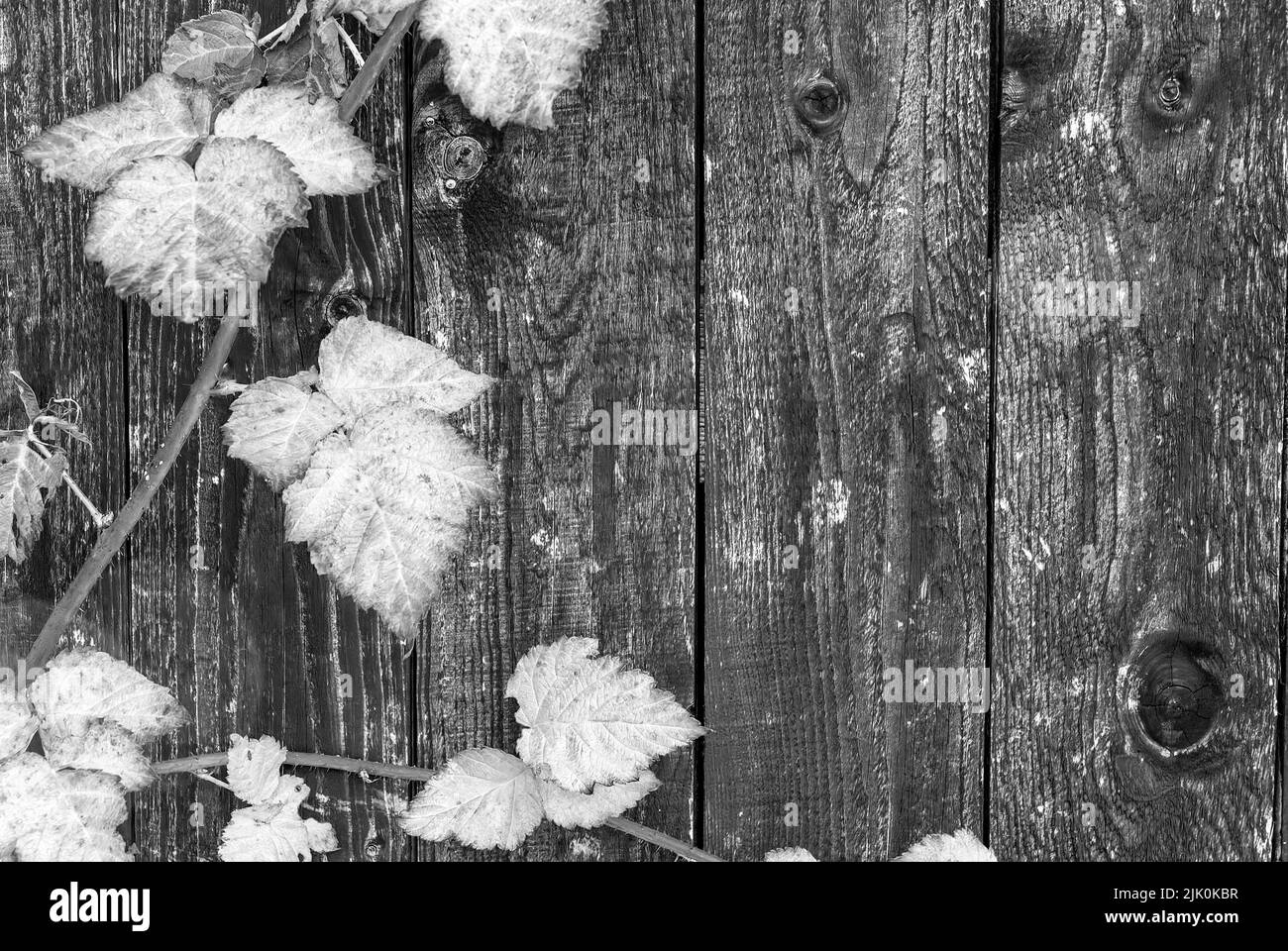 carta da parati bianca e nera con foglie autunnali - foglie di tayberry autunnali su sfondo di legno, dettagli autunnali, cartolina autunnale, carta da parati orizzontale Foto Stock