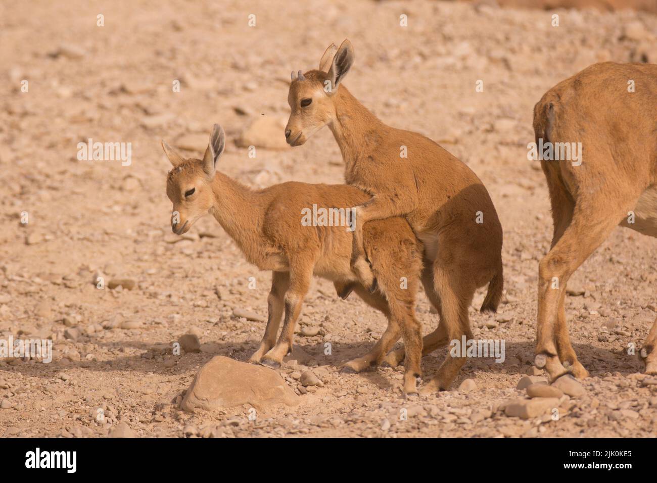 Lo stambecco nubiano giovanile (Capra nubiana) è una specie di capra che dimora nel deserto, che si trova nelle zone montagnose dell'Africa settentrionale e nordest e nel Medio Oriente Foto Stock