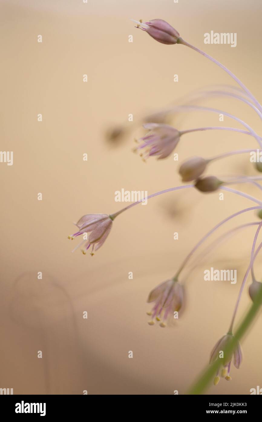 Allium daninianum è una specie di cipolla che si trova in Israele, Siria, Libano, Palestina e Giordania. Si tratta di un perenne a bulbo con un sc lungo e flessibile Foto Stock
