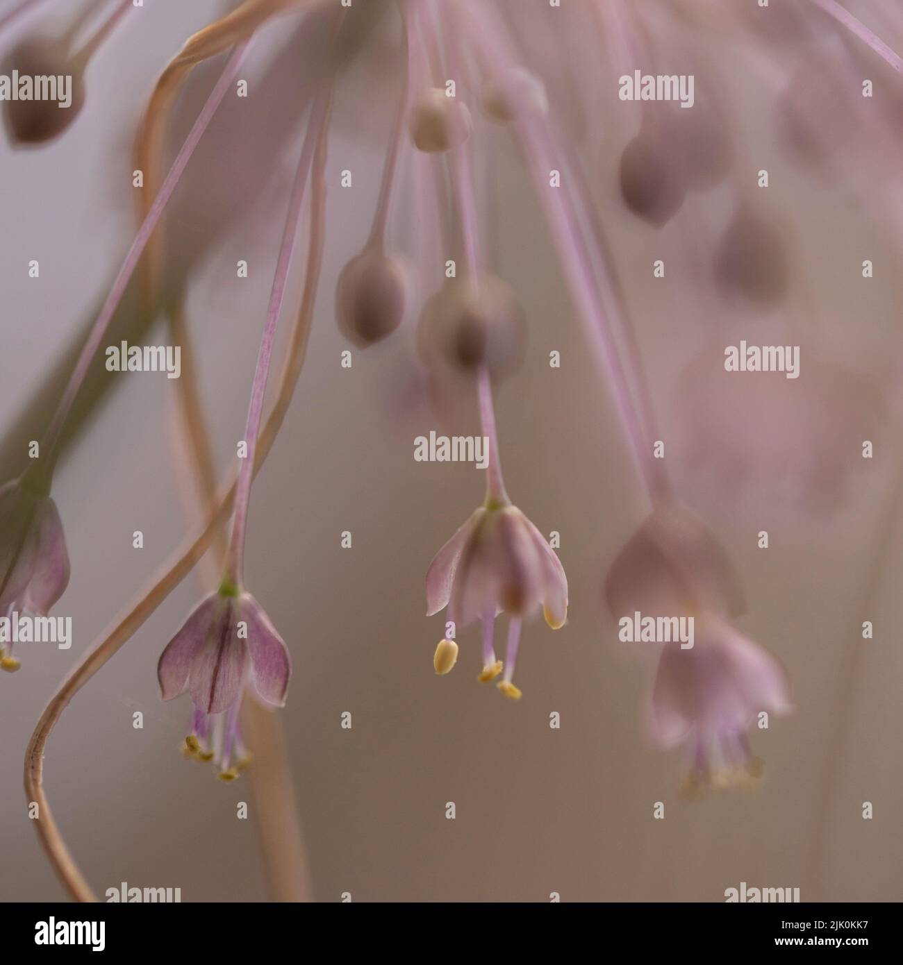 Allium daninianum è una specie di cipolla che si trova in Israele, Siria, Libano, Palestina e Giordania. Si tratta di un perenne a bulbo con un sc lungo e flessibile Foto Stock