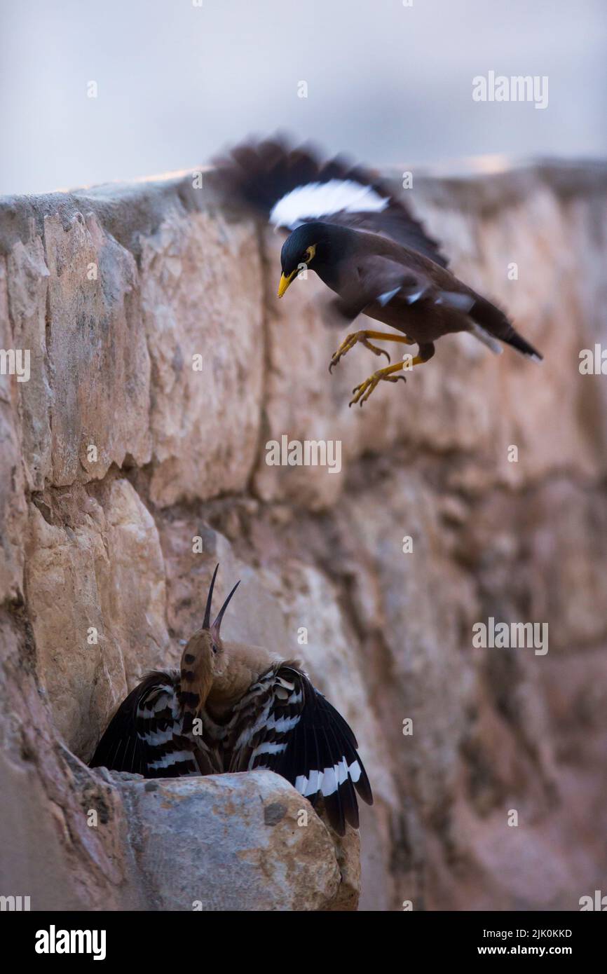 Hoopoe (Upupa epops) e una micna comune invasiva o indiana (Acridoteres tristis), fotografata in Israele nel mese di aprile Foto Stock