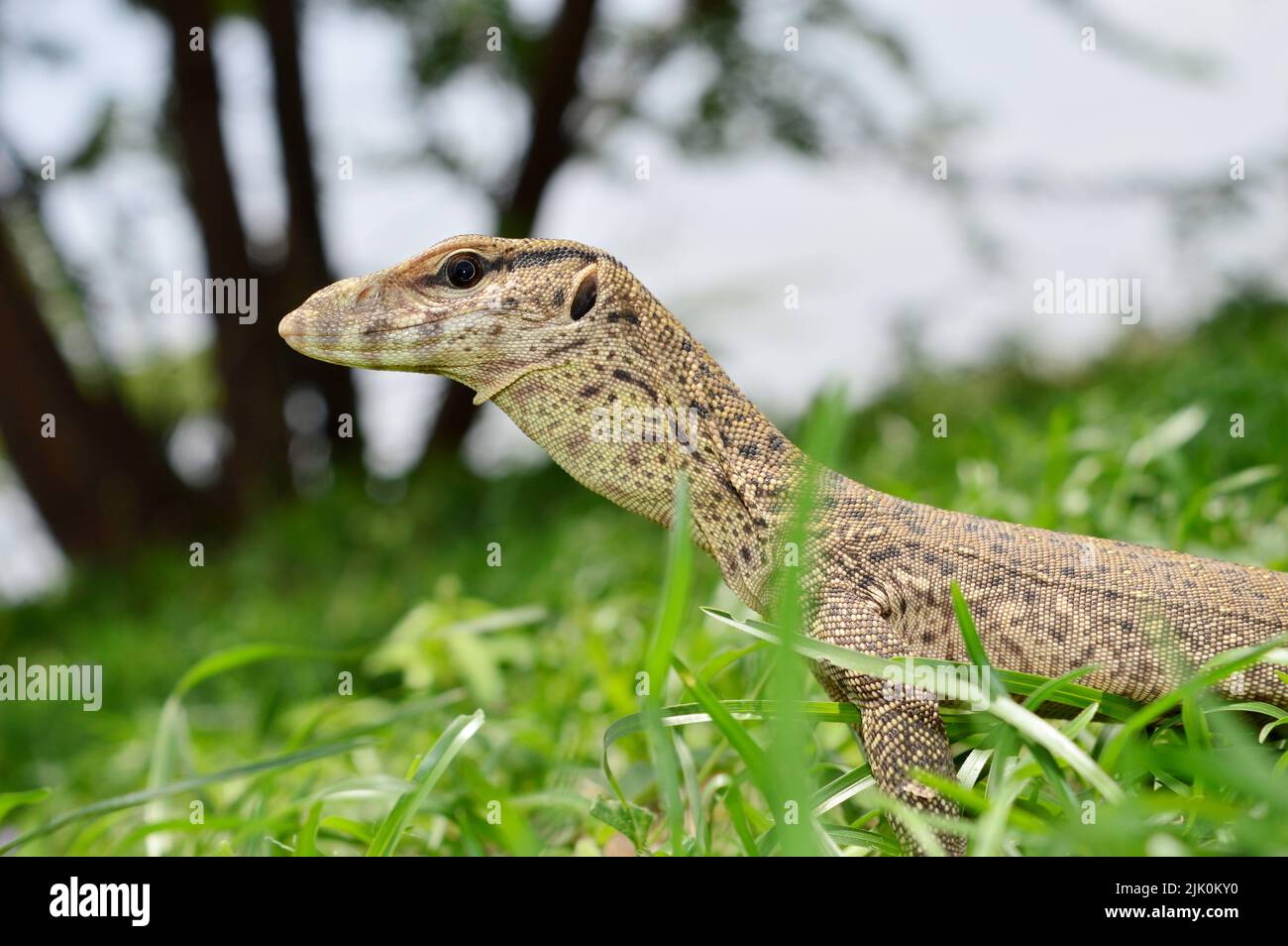Primo piano del monitor Bengala Lizard, Varanus bengalensis, Satara, Maharashtra, India Foto Stock