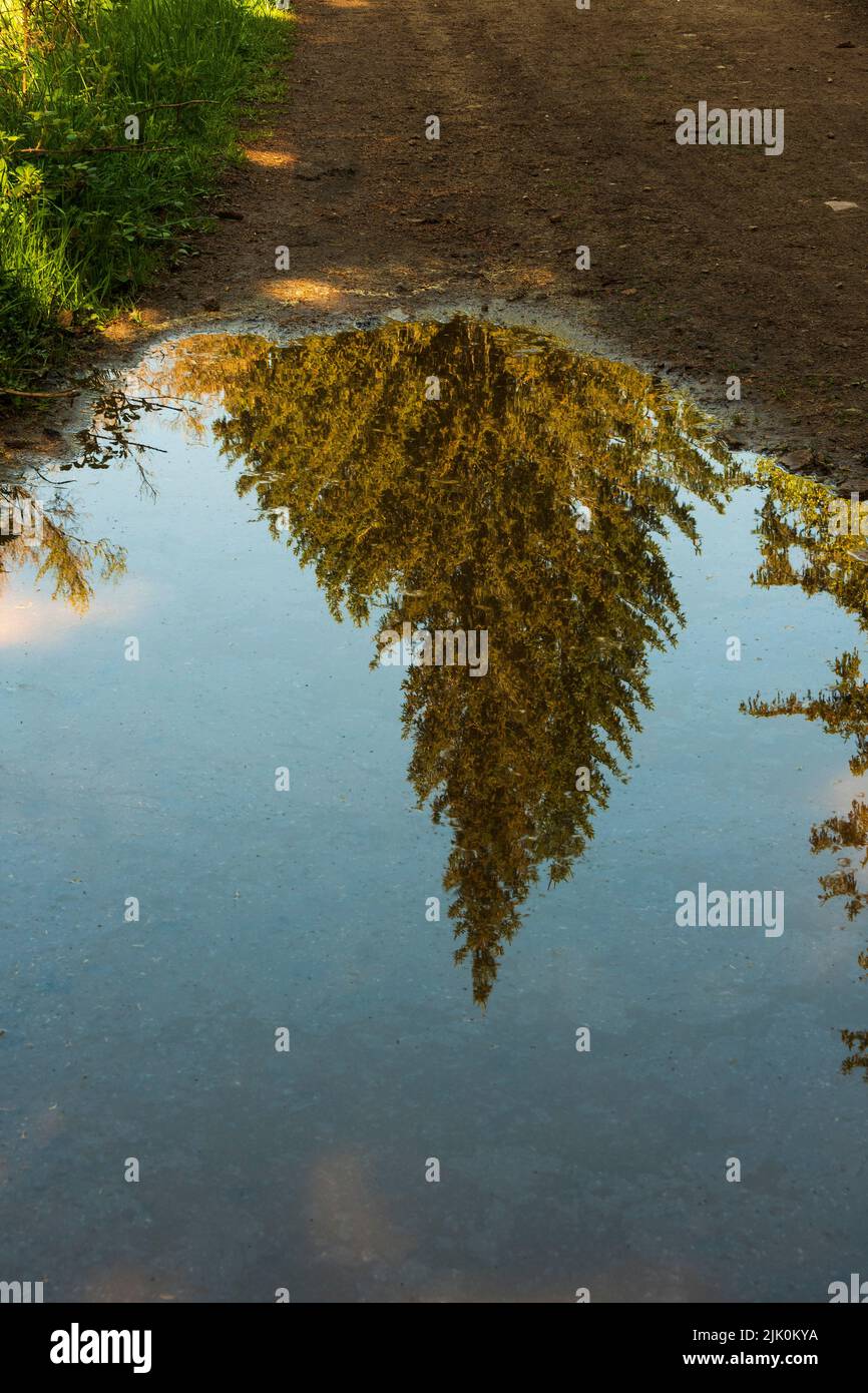 Il riflesso di un albero sull'acqua Foto Stock