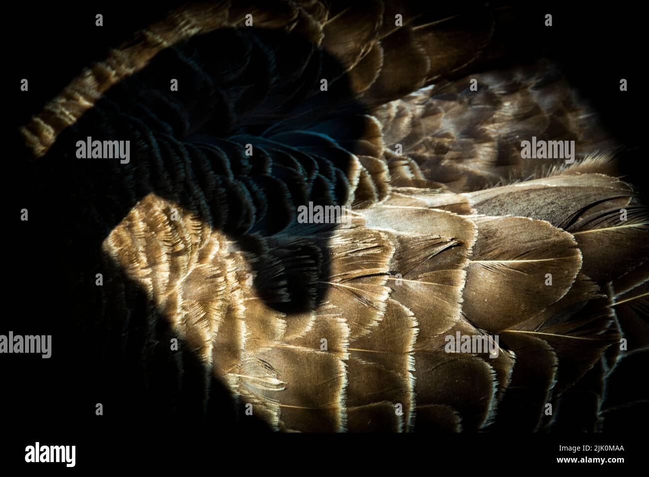 Cattura ravvicinata di piume di uccelli che rivelano texture e ombre intricate in luce naturale Foto Stock