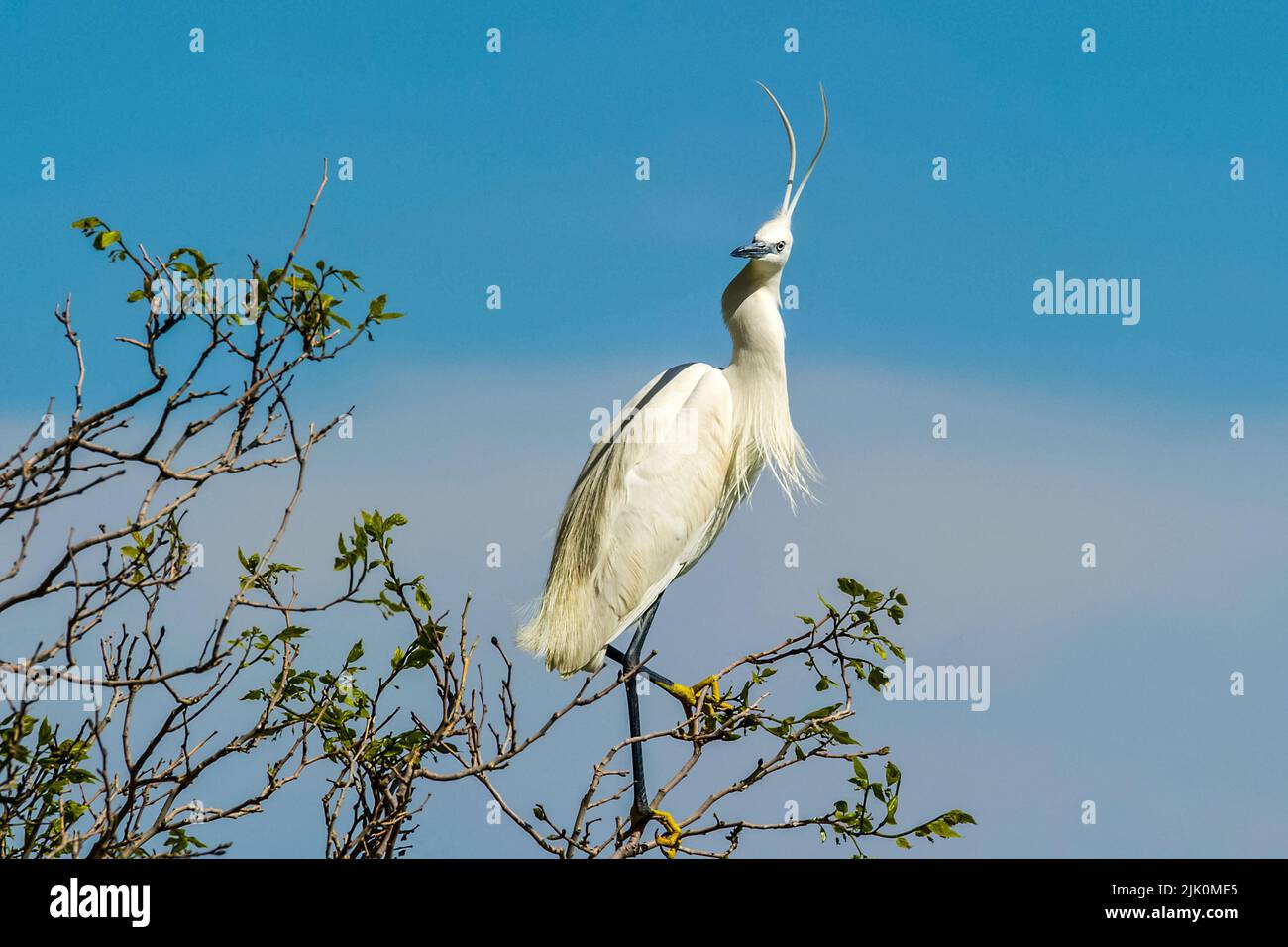 Little Egret, o Egretta garzetta. Airone bianco - un uccello bianco con un becco nero slanciato, lunghe gambe nere e, nella razza occidentale, piedi gialli. Foto Stock