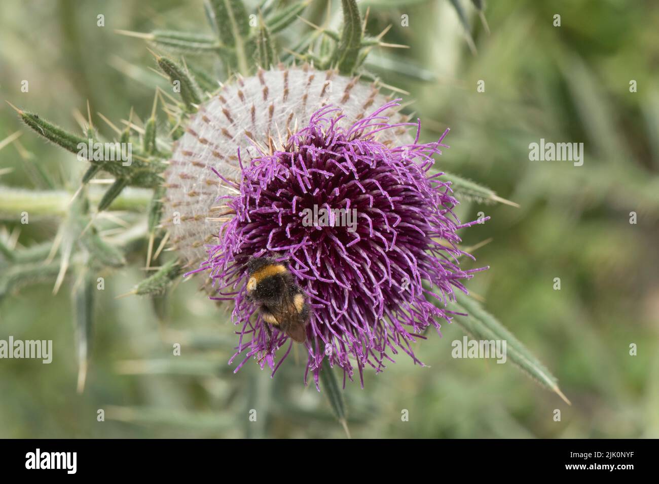 Thistle di lana (Cirsium eriophorum) fiorito con fiori a disco viola su un'alta pianta a foglie spinose e boccioli non aperti, Berkshire, luglio. Foto Stock