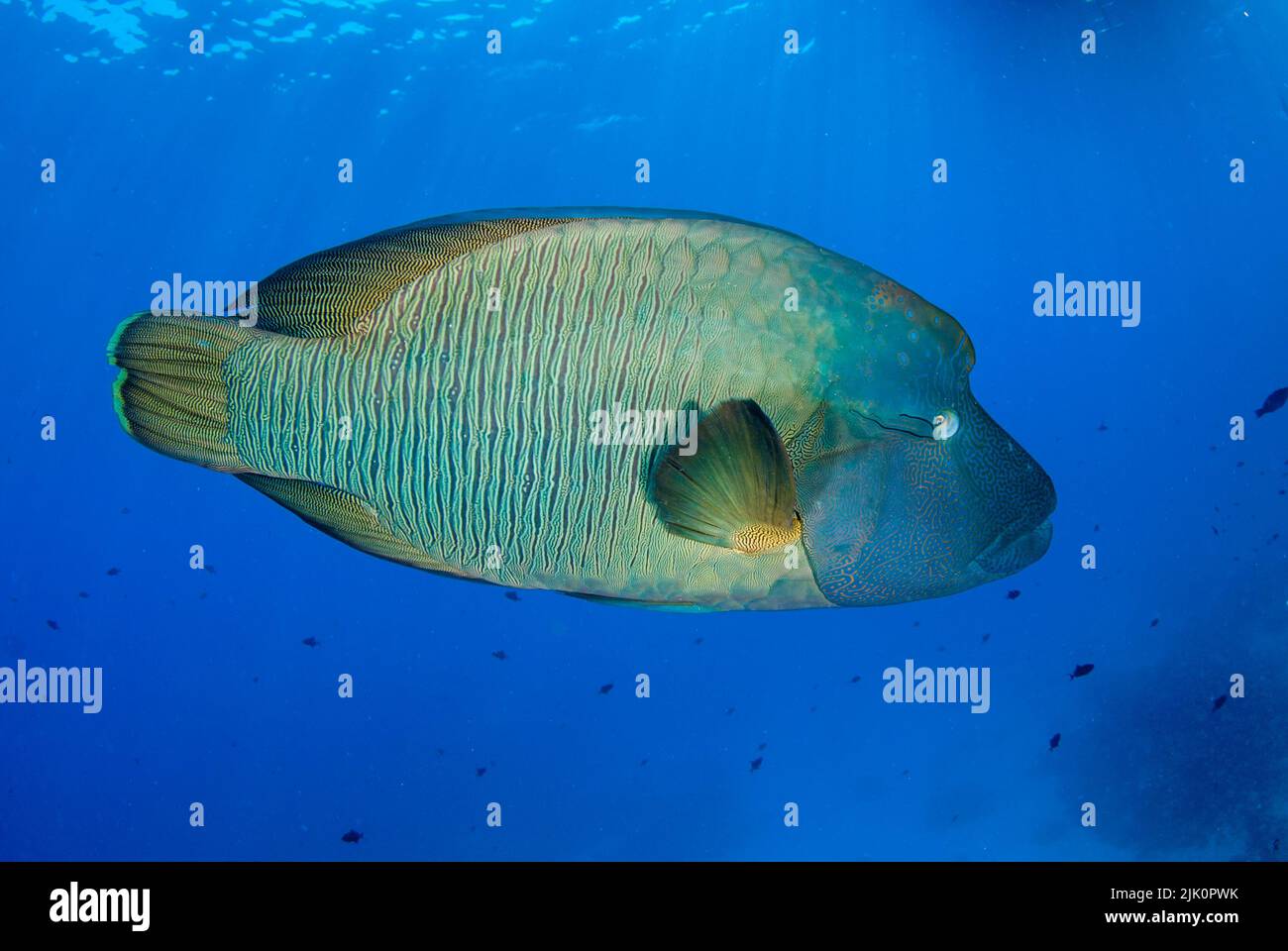 Pesci Napoleone (Cheilinus undulatus) che nuotano in acque blu limpide Foto Stock