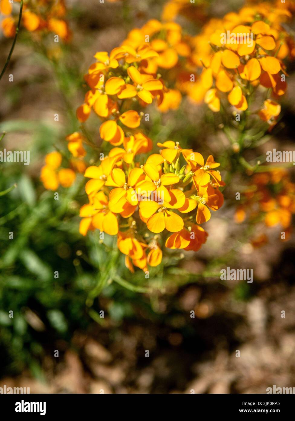 Una vista verticale dall'alto dei fiori gialli di fioriera occidentale nel giardino Foto Stock