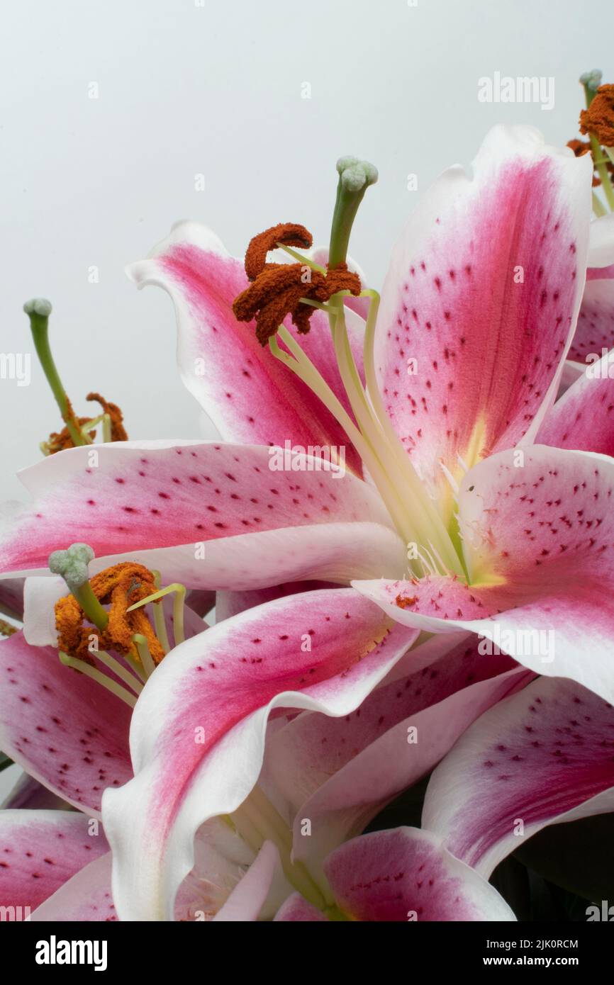 Scatto verticale di un bel bouquet di fiori rosa di giglio su uno sfondo chiaro Foto Stock