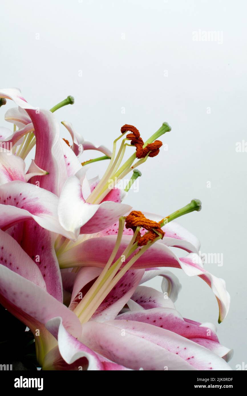 Scatto verticale di un bel bouquet di fiori rosa di giglio su uno sfondo chiaro Foto Stock