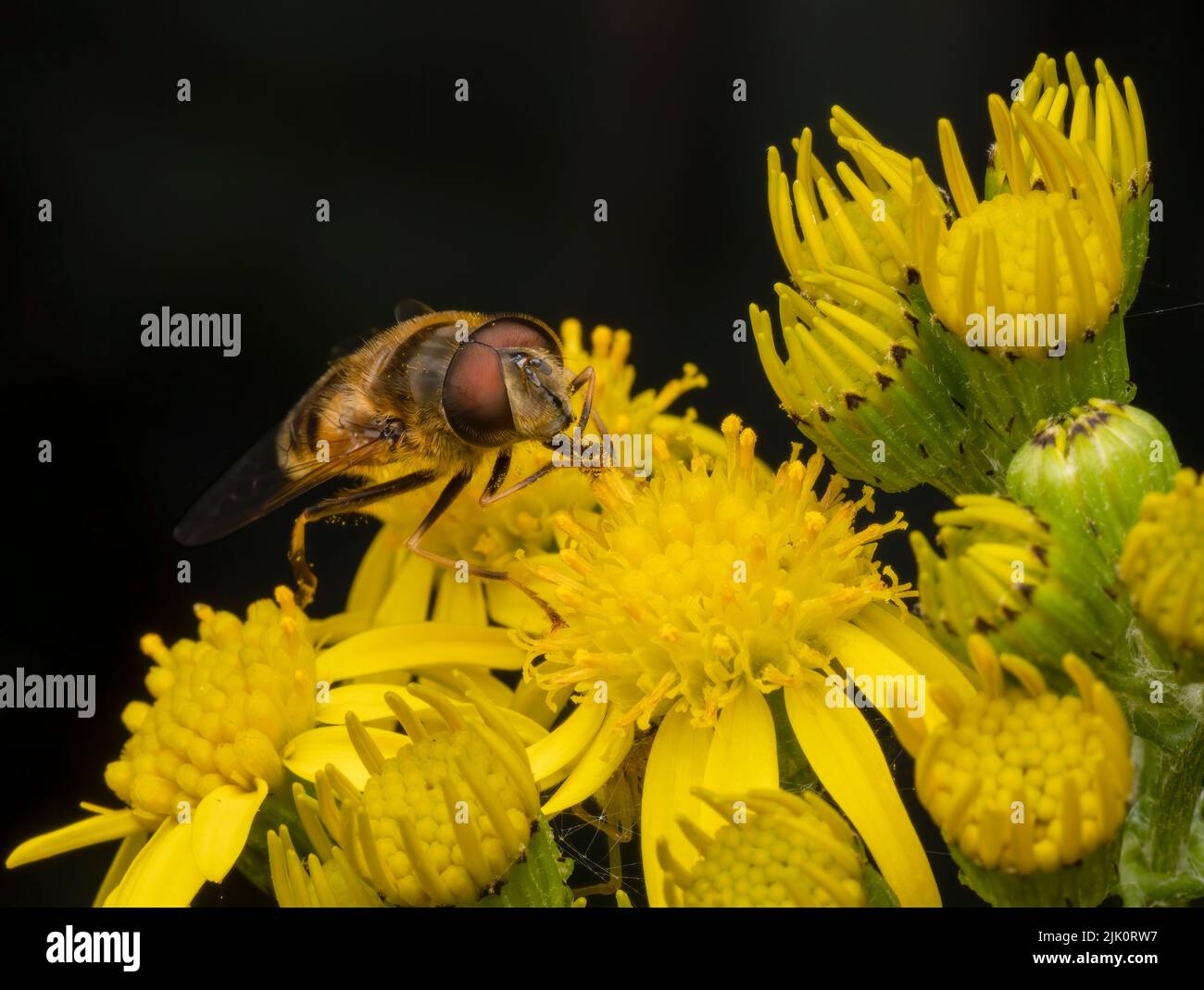 Un hover innocuo Fly, con grandi occhi rossi, sips nettare dai fiori di una pianta di Ragwort Foto Stock