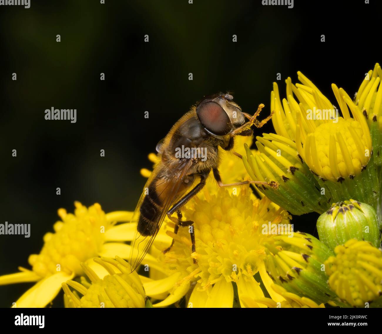 Un hover innocuo Fly, con grandi occhi rossi, sips nettare dai fiori di una pianta di Ragwort Foto Stock