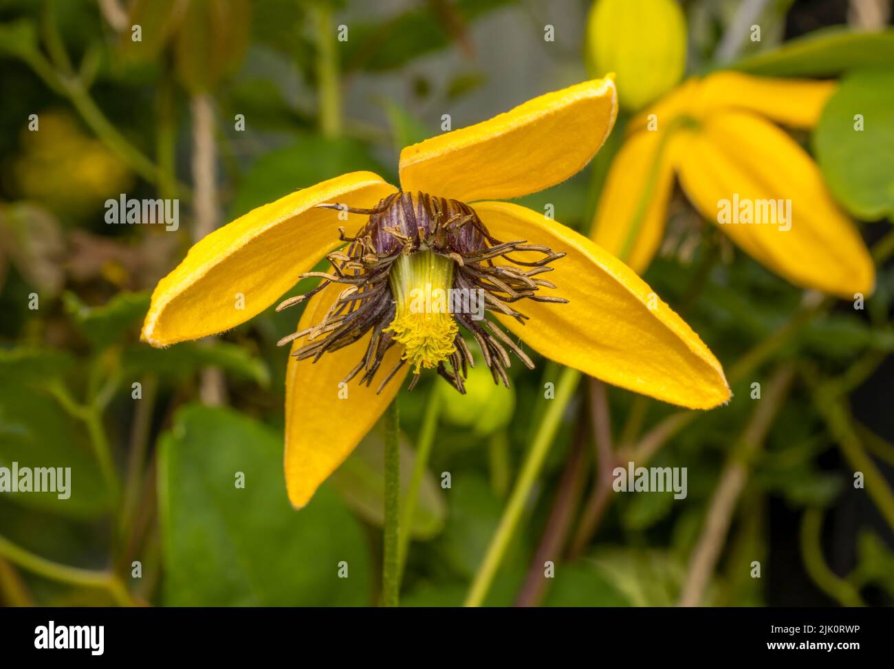 Un bel fiore Clematis tangurica che mostra i suoi bei petali gialli Foto Stock