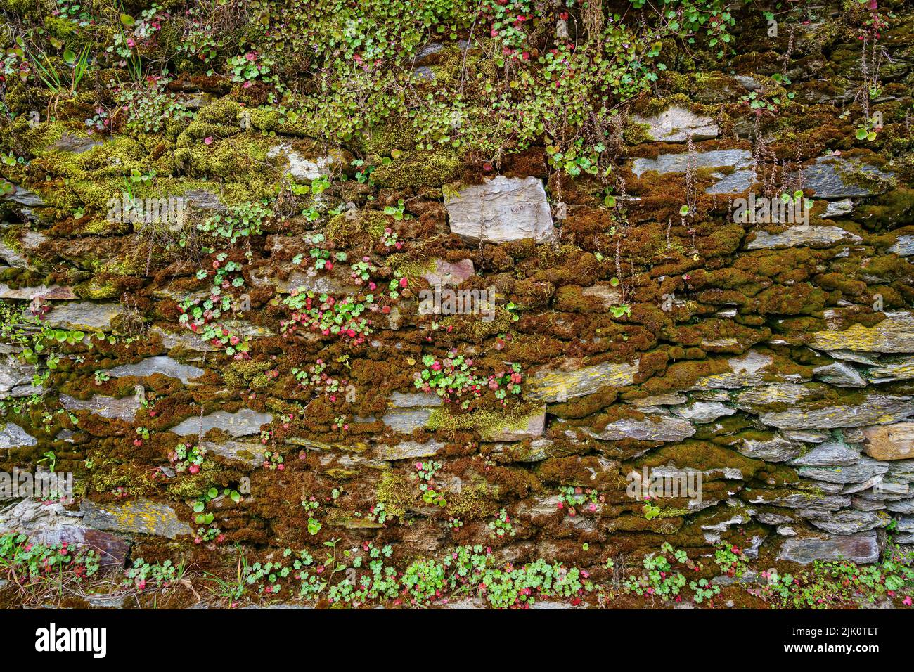 Antica parete in pietra con muschio e fiori selvatici. Madrid Spagna. Foto Stock