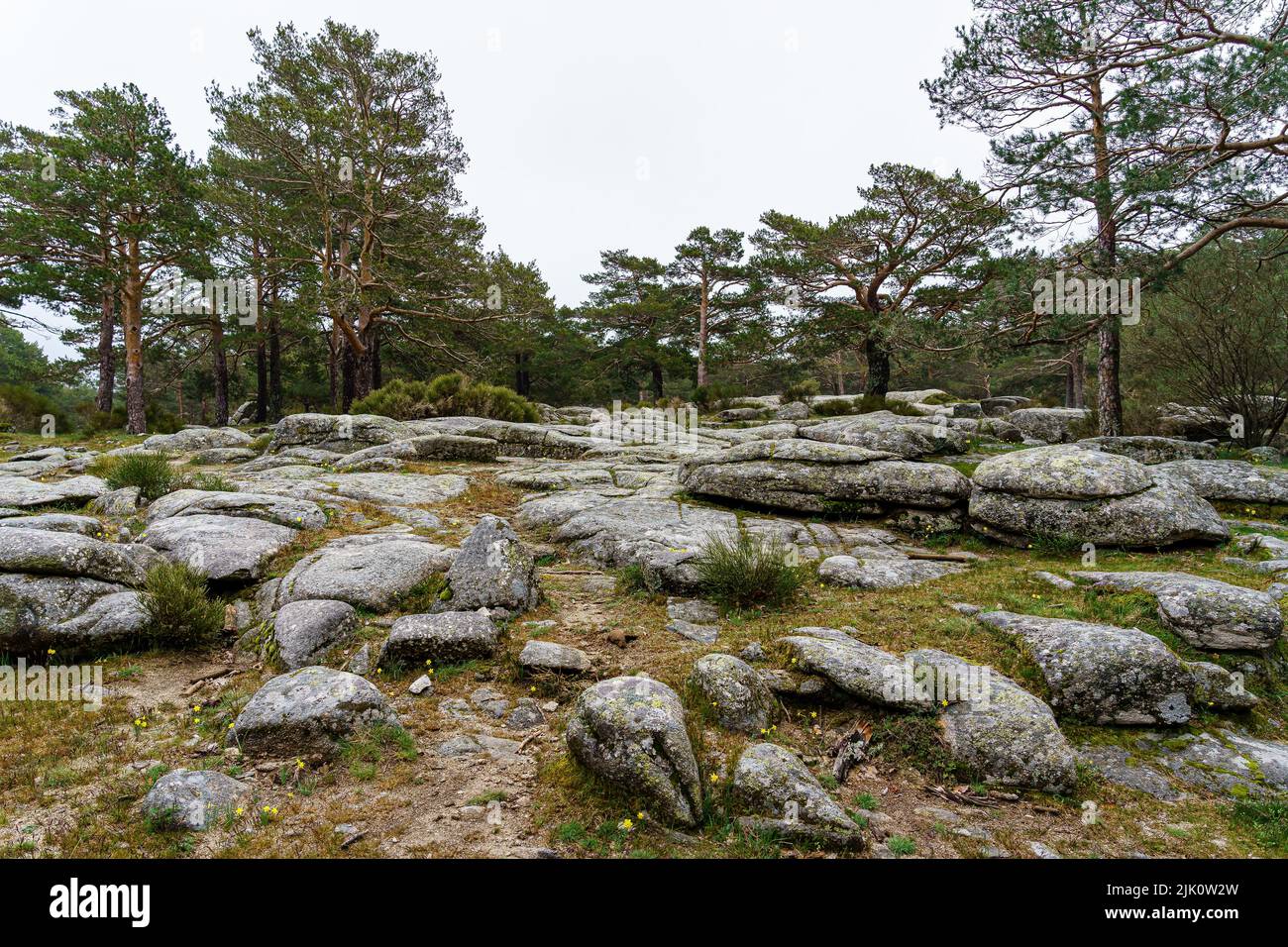 Paesaggio di alta montagna con alberi di pino e grandi pietre sul terreno. Madrid Canencia. Foto Stock