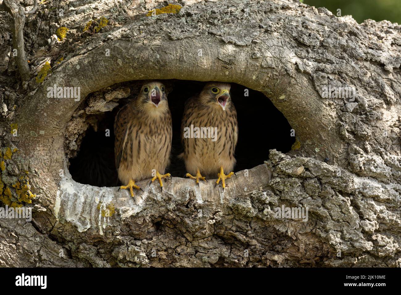 Giovani gheppi nel loro nido Foto Stock