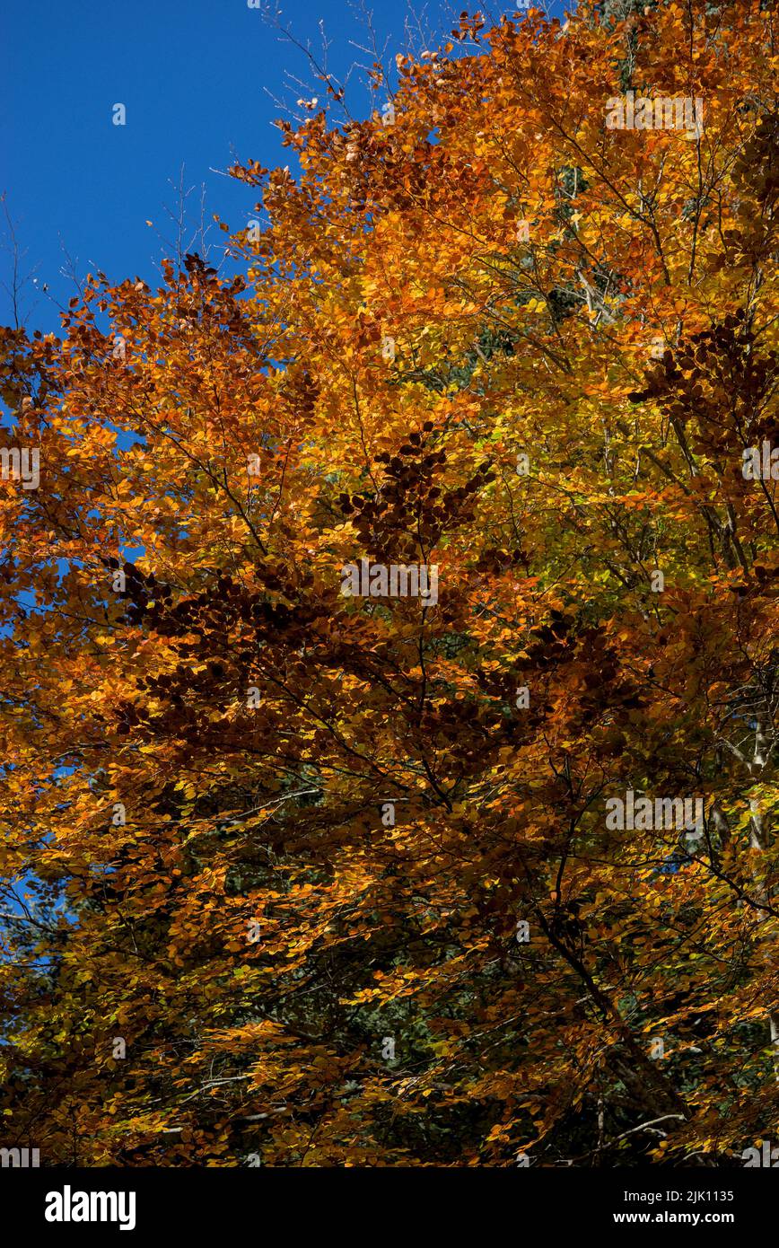 Autunno foresta, sottobosco con verde, giallo e oro fogliame in Alvernia Foto Stock