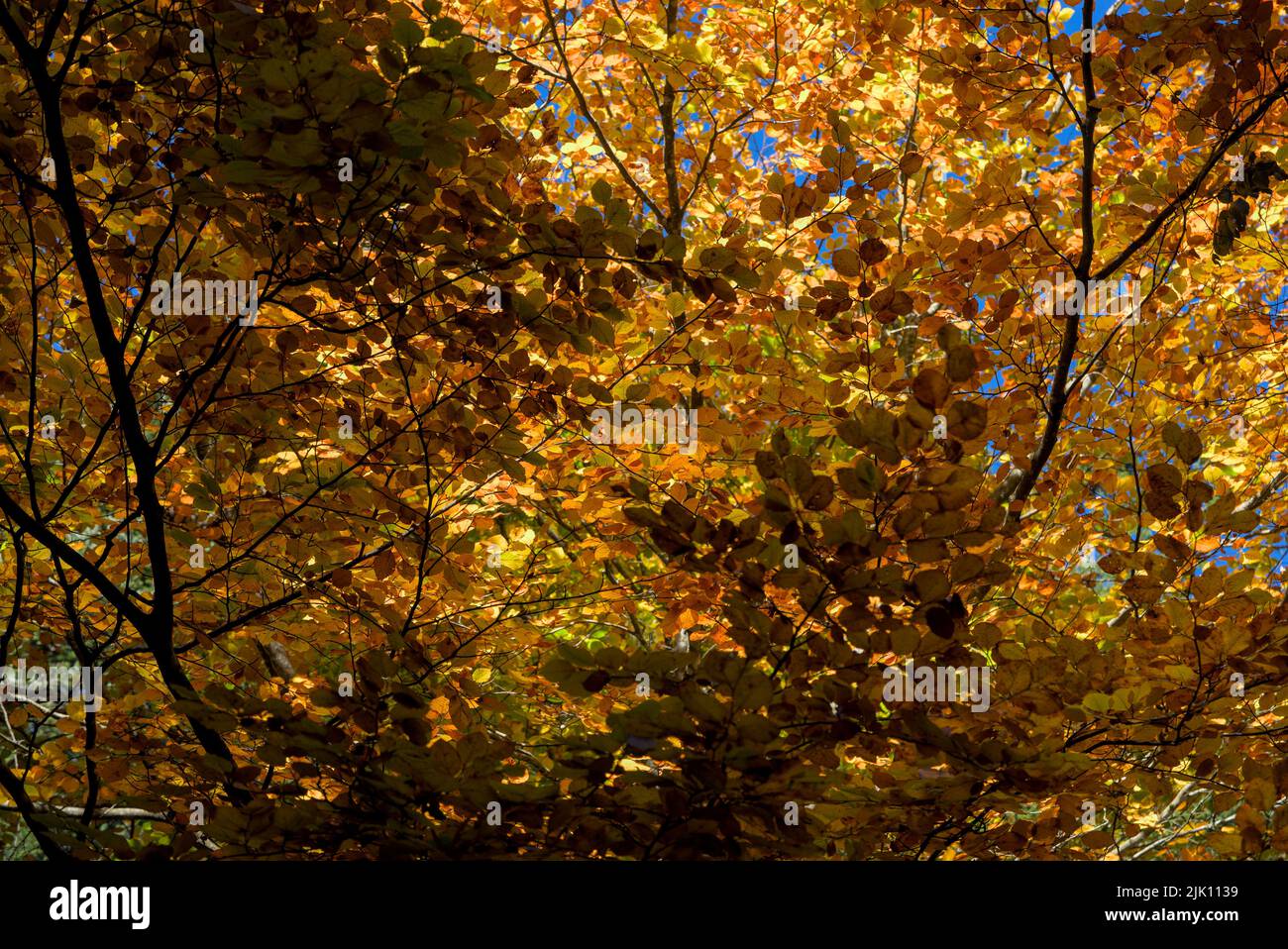 Autunno foresta, sottobosco con verde, giallo e oro fogliame in Alvernia Foto Stock