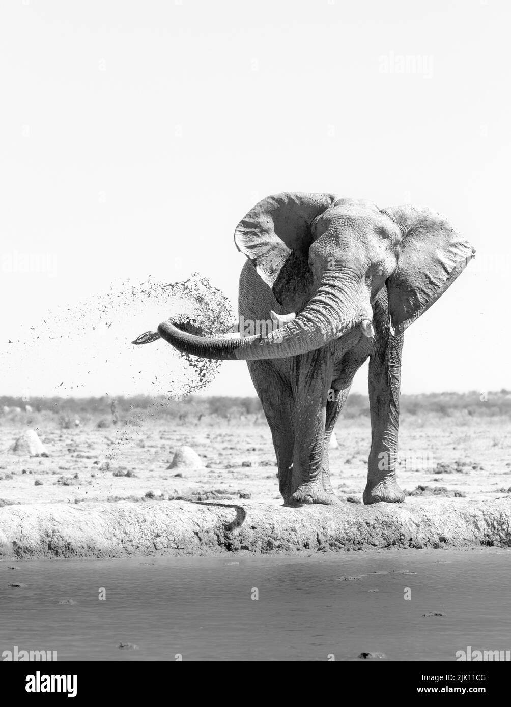 Elephant spruzza fango sul suo corpo, isolato in un foro di irrigazione. Nxai Pan, Makgadikgadi Salt Pans, Botswana, Africa Foto Stock