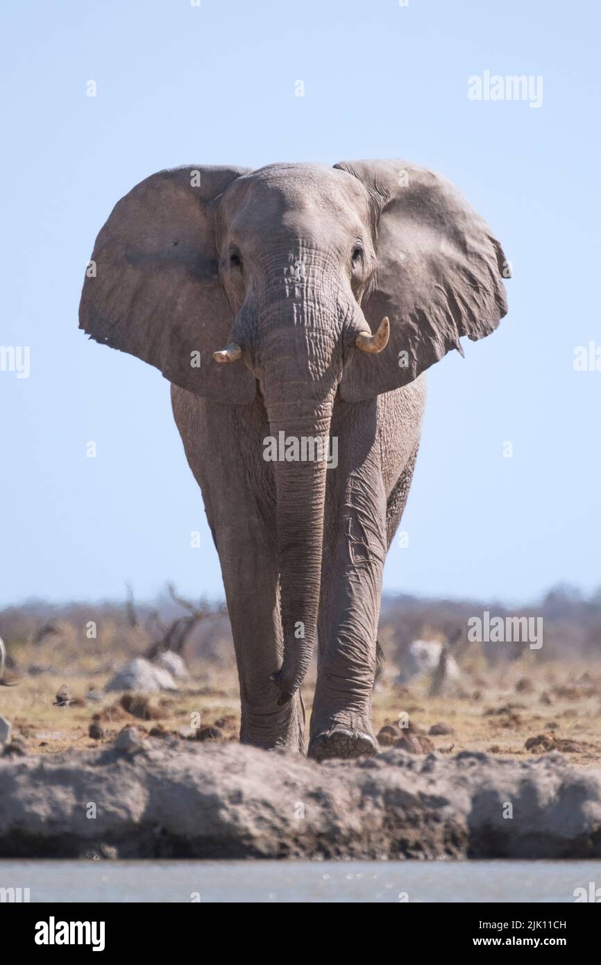 Vista frontale Elephant a corpo intero. Nxai Pan, Makgadikgadi Salt Pans, Botswana, Africa Foto Stock