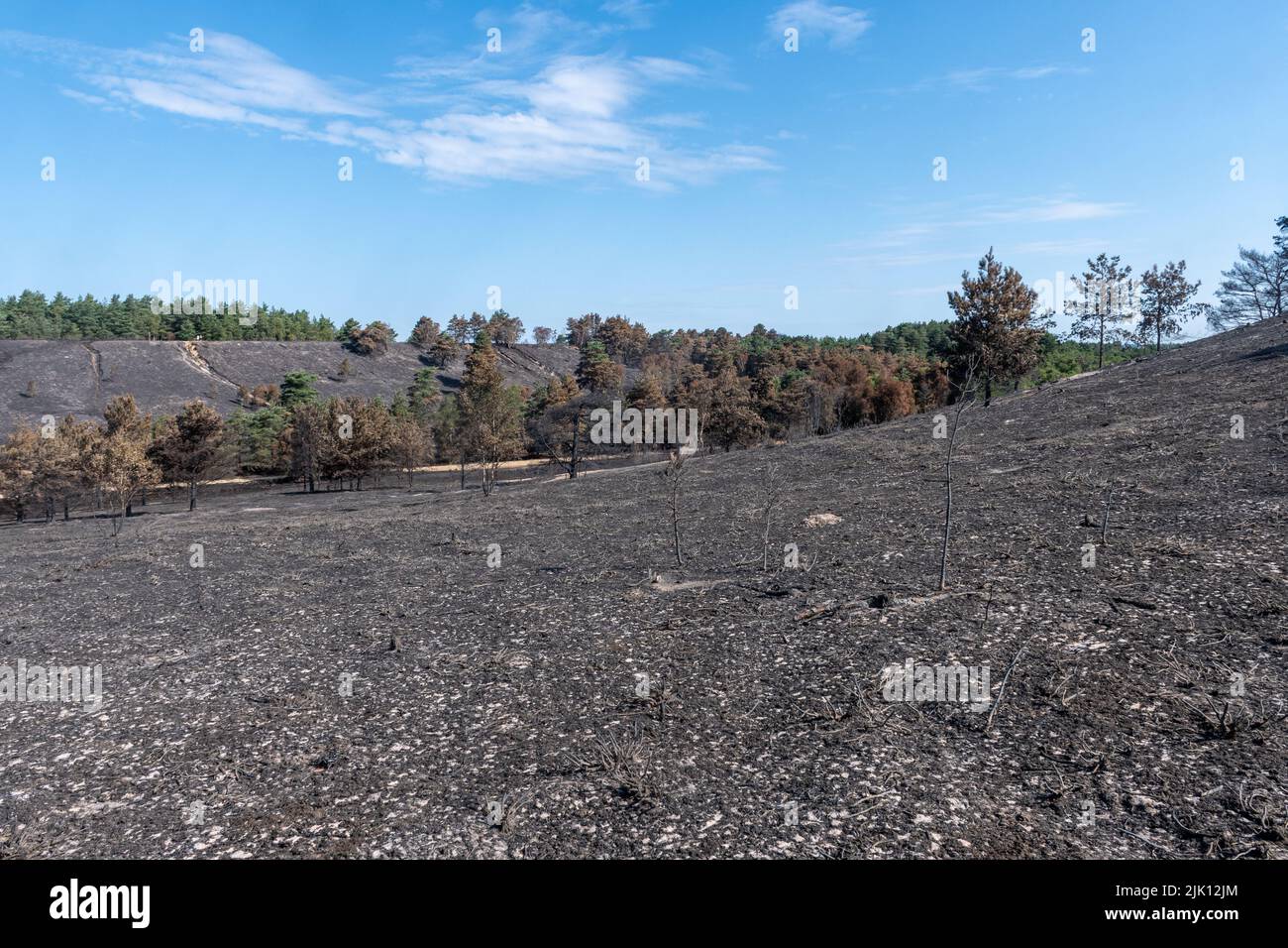 Hankley Common Wildfire, Surrey, Inghilterra, Regno Unito. Fotografato 5 giorni dopo l'enorme incendio che ha avuto inizio il 24th luglio 2022, ed è stato dichiarato un incidente importante da Surrey Fire & Rescue Service. Questo è stato il terzo di una serie di incendi in comune durante il clima caldo secco questo luglio. Un'area di 50 o più ettari di brughiera, un prezioso habitat naturale per gli uccelli nidificanti e i rari rettili, è stata distrutta. I vigili del fuoco continuano a monitorare il sito e a smorzare eventuali aree sensibili. La causa dell'incendio rimane sconosciuta. Foto Stock