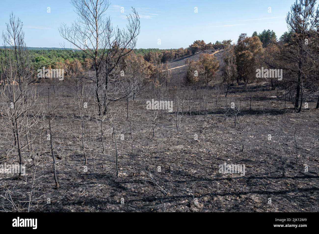 Hankley Common Wildfire, Surrey, Inghilterra, Regno Unito. Fotografato 5 giorni dopo l'enorme incendio che ha avuto inizio il 24th luglio 2022, ed è stato dichiarato un incidente importante da Surrey Fire & Rescue Service. Questo è stato il terzo di una serie di incendi in comune durante il clima caldo secco questo luglio. Un'area di 50 o più ettari di brughiera, un prezioso habitat naturale per gli uccelli nidificanti e i rari rettili, è stata distrutta. I vigili del fuoco continuano a monitorare il sito e a smorzare eventuali aree sensibili. La causa dell'incendio rimane sconosciuta. Foto Stock