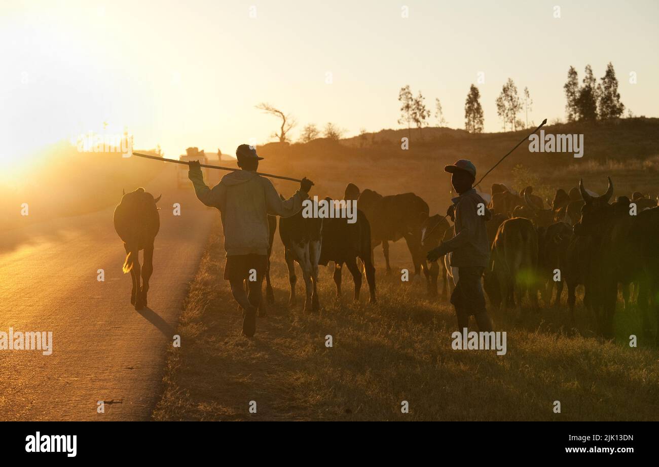 Allevamenti di bestiame zebu, Isalo, Madagascar, Africa Foto Stock