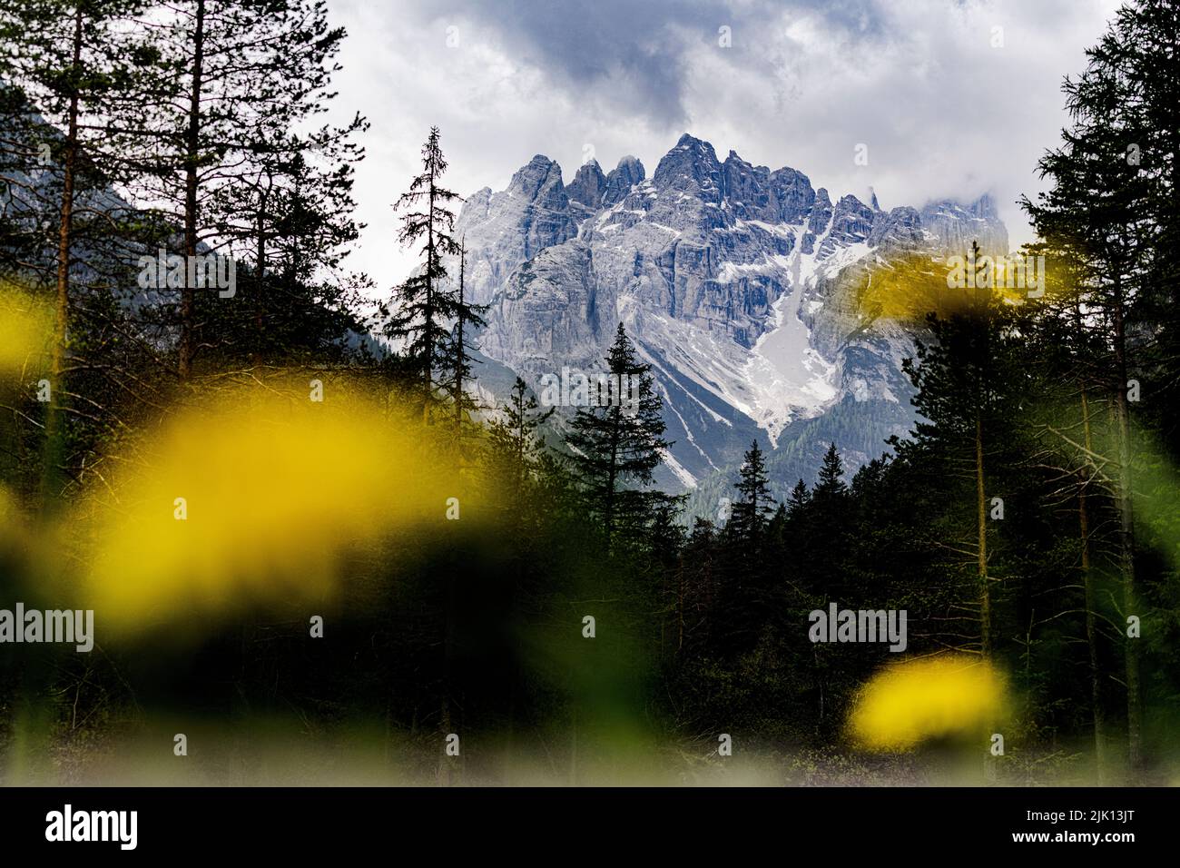 Monte Cristallo e Piz Popena incorniciati da fiori gialli in fiore, Landro, Ampezzo, Dolomiti, Veneto, Italia, Europa Foto Stock