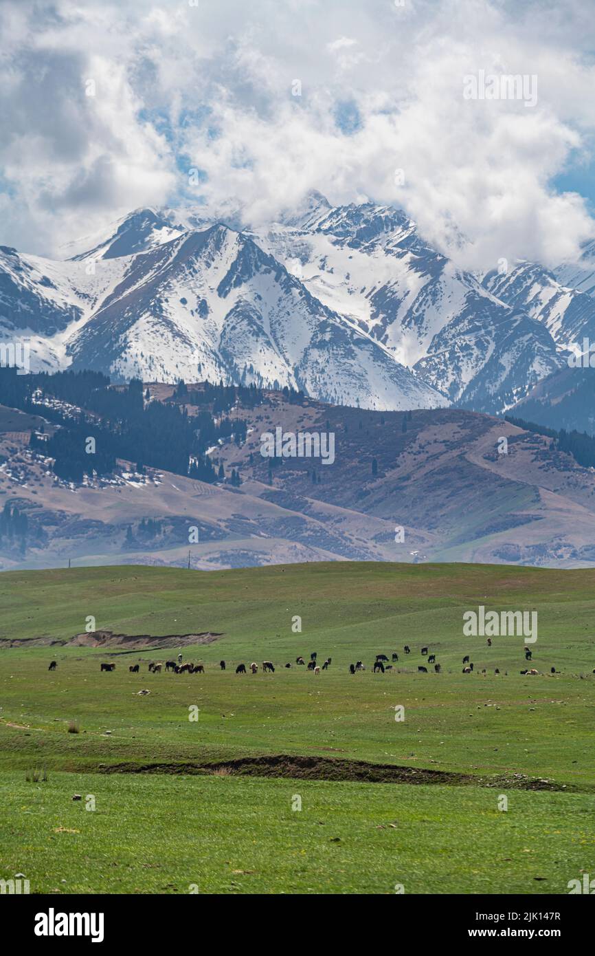 Mandria di mucche di fronte al Parco Nazionale dei Laghi di Kolsay, montagne Tian Shan, Kazakistan, Asia Centrale, Asia Foto Stock