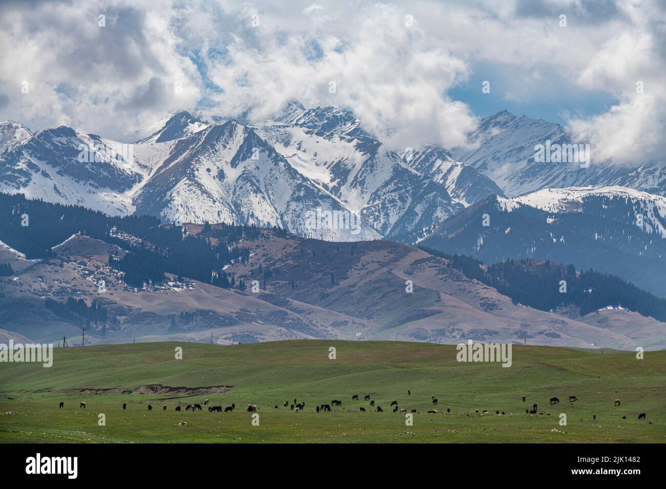 Mandria di mucche di fronte al Parco Nazionale dei Laghi di Kolsay, montagne Tian Shan, Kazakistan, Asia Centrale, Asia Foto Stock