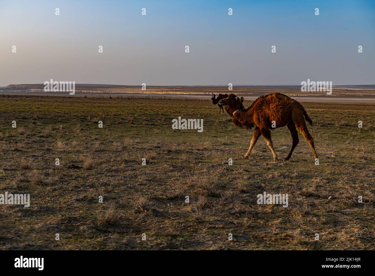 Cammello di Bactria, Kyzylkup, Mangystau, Kazakistan, Asia centrale, Asia Foto Stock
