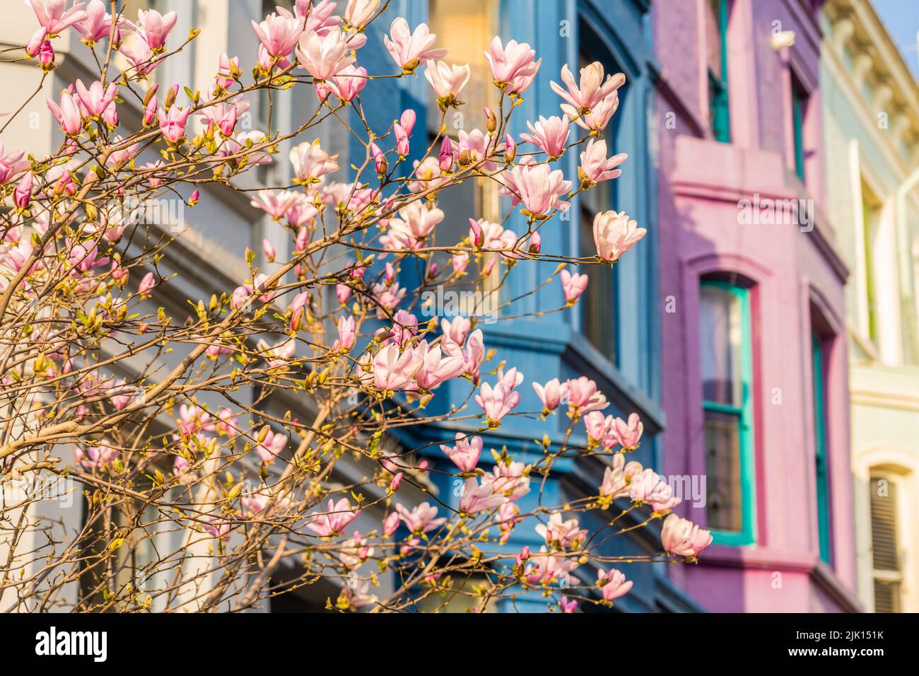 Cherry Blossom a Notting Hill, Londra, Inghilterra, Regno Unito, Europa Foto Stock