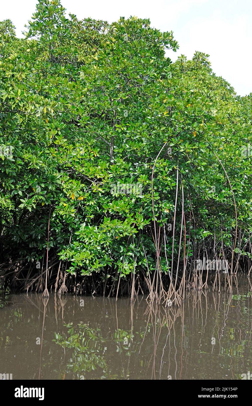 Le mangrovie (Rhizophoraceae) sono protette in tutto il mondo, Yap, Micronesia, Oceano Pacifico, Asia Foto Stock