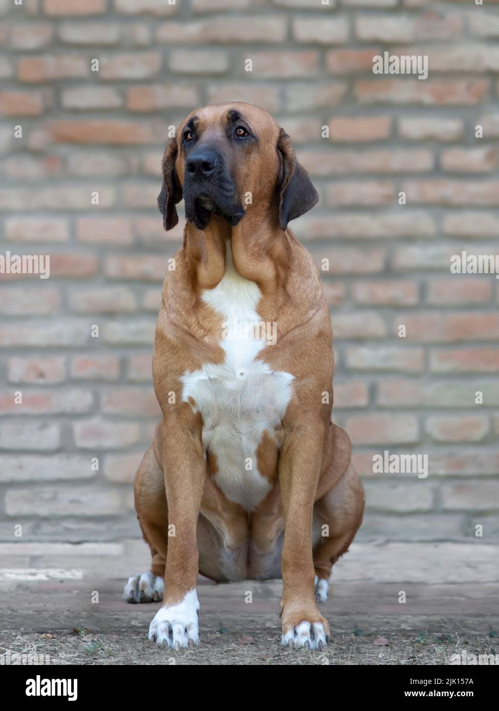 Marrone cane Broholmer con un punto bianco sul petto seduto con un muro di mattoni sullo sfondo, Italia, Europa Foto Stock