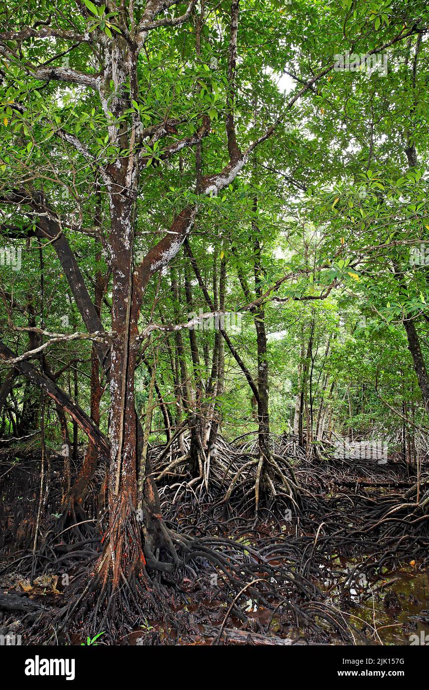 La foresta di mangrovie (Rhizophoraceae) è protetta in tutto il mondo, Palau, Micronesia, Oceano Pacifico, Asia Foto Stock