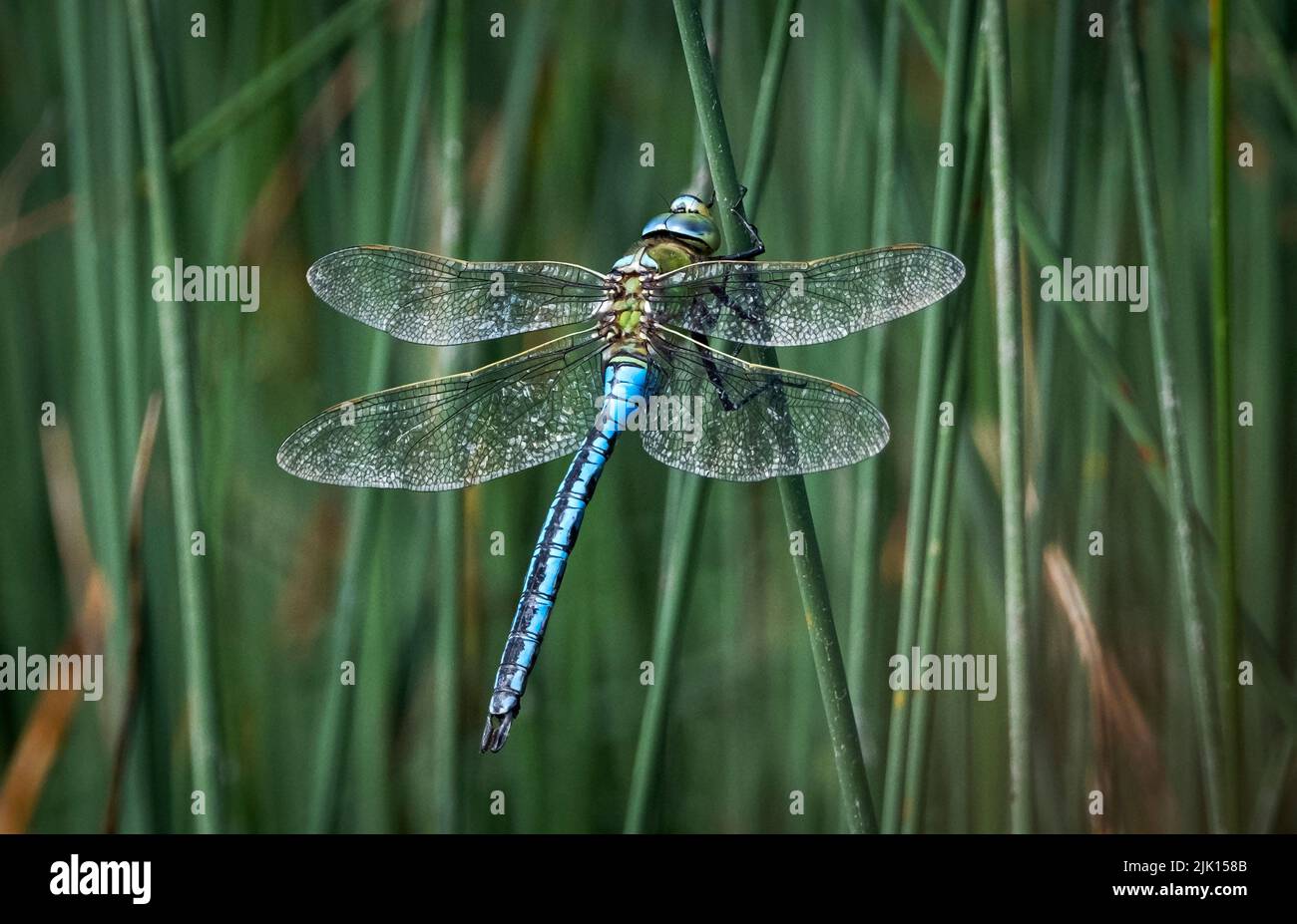 Emperor Dragonfly (Blue Emperor Dragonfly) (Anax imperator), Anderton Nature Park, Cheshire, Inghilterra, Regno Unito, Europa Foto Stock