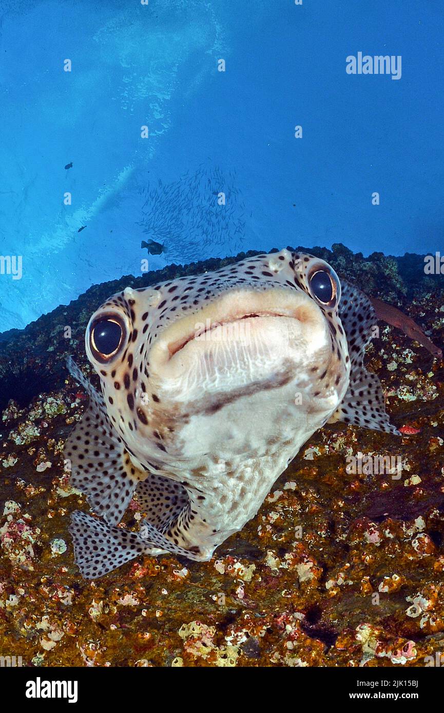 Porcupinefish nero macchiato (Diodon hystrix), gonfiando il corpo, le spine sono erette, Isole Socorro, Messico Foto Stock