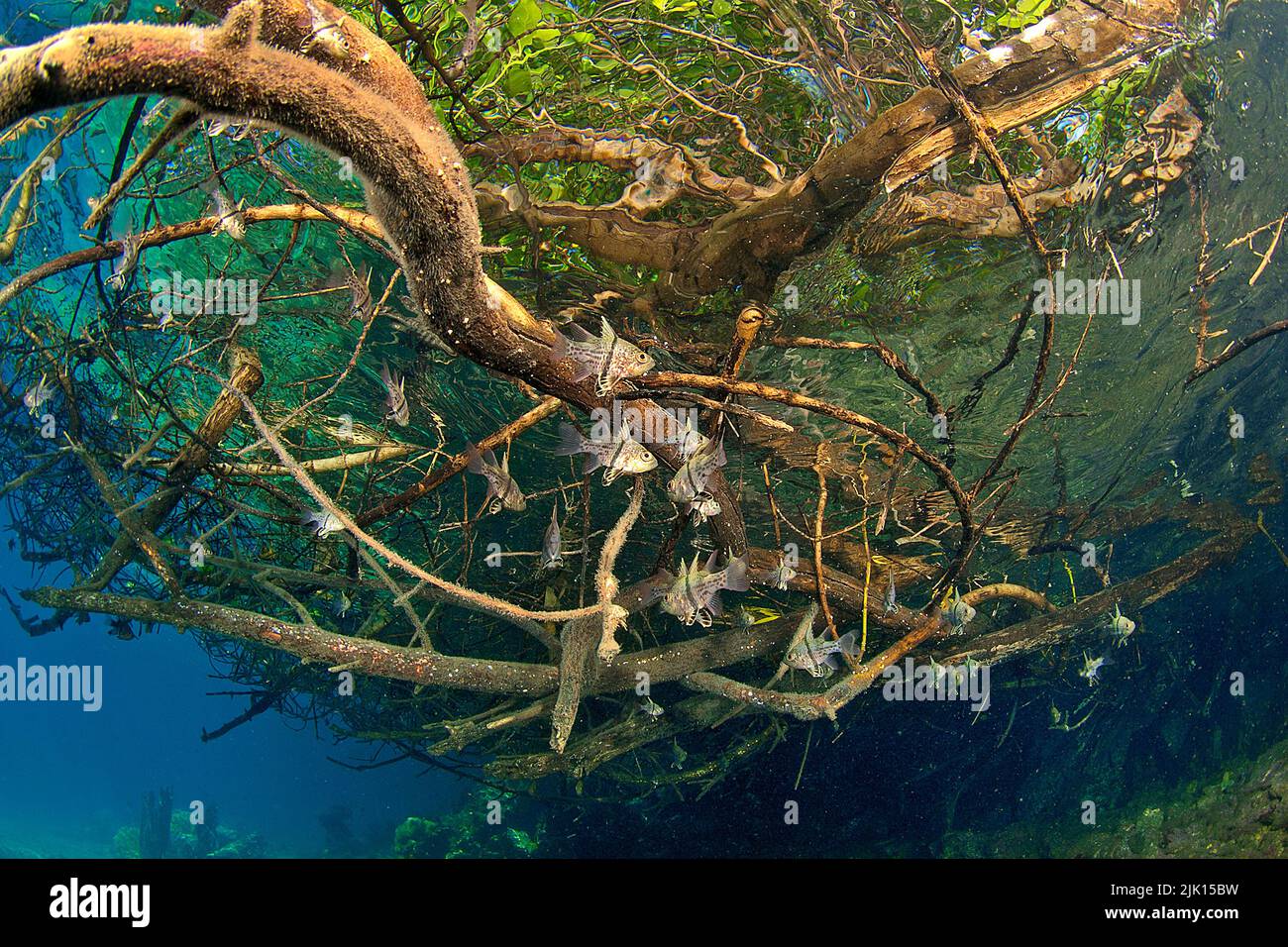Nursery, giovane orbico Cardinalfish (Sphaeramia orbicularis) che si nasconde tra le radici di mangrovie rosse (Rhizophora mangle), isole Russel, isole Salomone Foto Stock