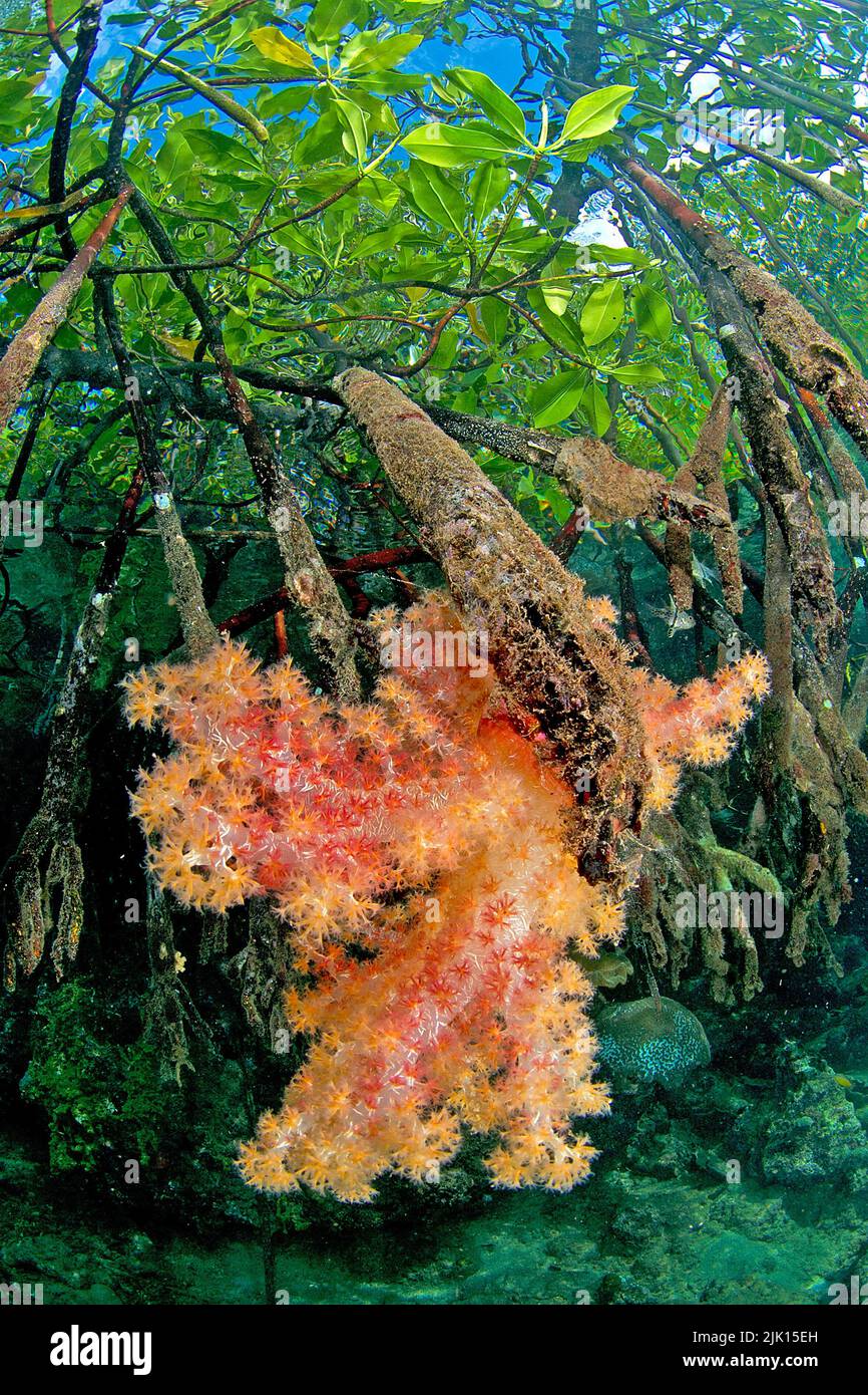 Mangrovie rosse (Rhizophora mangle), sovrasfruttate con coralli molli (Dendronephthya sp.), mangrovie sono protette in tutto il mondo, isole Russel, isole Salomone Foto Stock