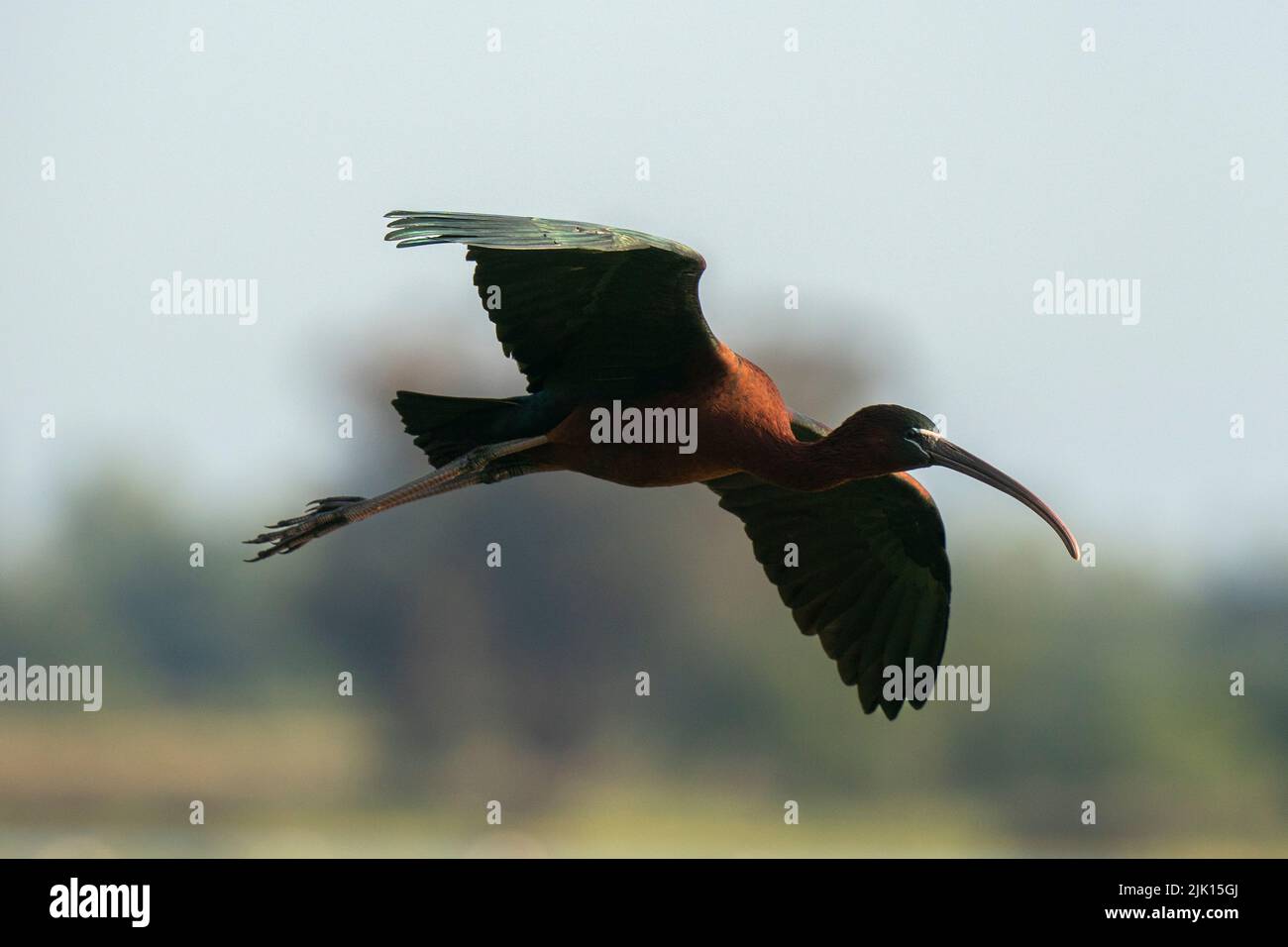 Glossy ibis (Plegadis falcinellus) in volo, Donana National and Natural Park, Andalusia, Spagna, Europa Foto Stock