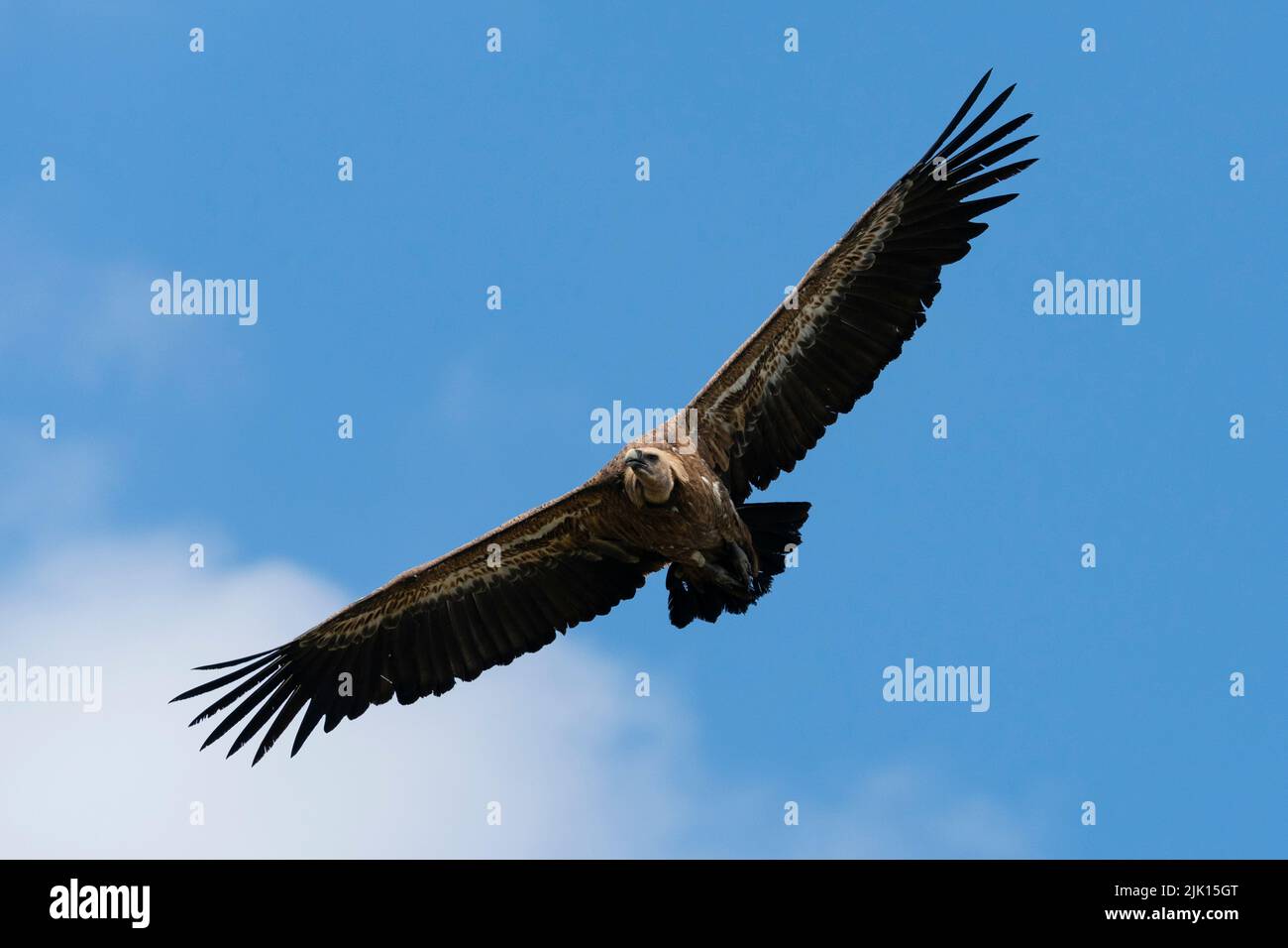 Avvoltoio bianco in volo (Gyps africanus), Parco Nazionale e Naturale della Donana, Andalusia, Spagna, Europa Foto Stock