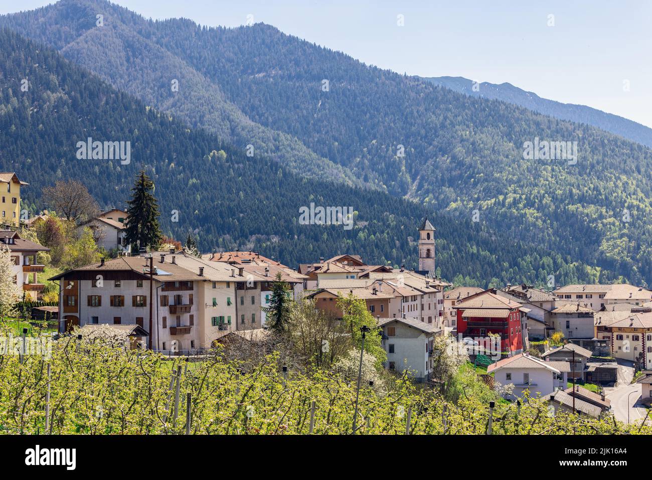Vista panoramica sul borgo di Vervo con la chiesa di San Martino, pendii alpini densamente coltivati con foresta sempreverde sullo sfondo, Trentino, Italia Foto Stock
