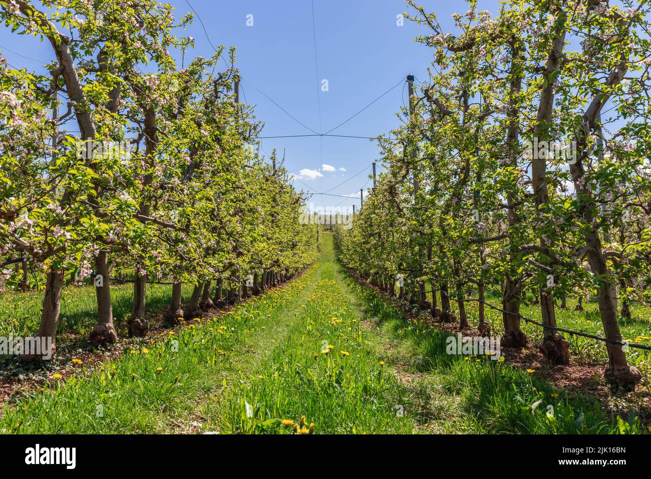 Bel vicolo lungo di file parallele di alberi di mela fioriti con erba smeraldo e dandelioni in primavera, Val di non, Trentino, Italia Foto Stock